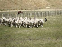 The owners used whistles to control the dogs.