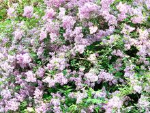 NJ Botanical Gardens