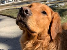 A sassy little Molly.