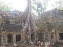 There are many Temple around Angkor Wat, this one is  Ta Prohm Temple