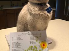 This is his report card from “Cat Camp”  where he spent a few days when we were traveling 