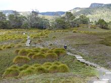 Boardwalks through the buttongrass