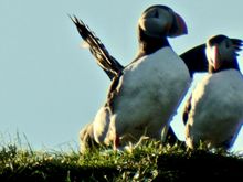 Puffins, taken from boat near Olafsvik, Iceland