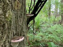Not my picture. My daughter-in-law’s from their island in Washington State. Mushrooms or fairy houses on the tree. My heart is aching with such intensity to get myself out there 