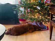 Our Molly has loved the tree this year. She has taken multiple naps with her head under the tree. 