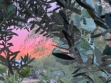 And here’s the sunset in our front yard