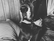 
*smug Westies and their stupid adorable coats that never come in my size. Well, at least I can stare at deer instead of squirrels, which are confusing as they can climb trees*