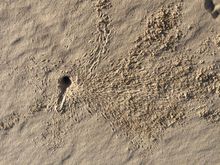 Crab hole with crab tracks around it