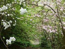 Dogwood in the very protected valley by a creek