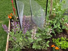 Thought I would share pics of the raised bed that DH has made. The herbs are all blooming (sage and thyme in this one; chives in the next one) and that makes me very happy.