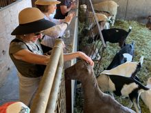 PennyRoyal Farm tour. Excellent wines and even better goat cheese.  We are now members of their club… 