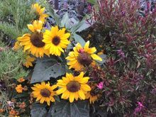 Sunflowers
