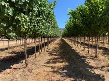 This vineyard pruned the leaves high to keep the animals at bay. 