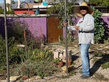 Here is our bell in the headboard we bought at a yard sale a couple of years ago in hopes of using it in the garden., with the handy guy who saw it and thought it would be much better and more interesting than the rebar we were thinking about. We love it and it fits into sensibility of our garden.
He cut away some of the design to make the space for the bell, which is made by an artisan on the Santa Fe-Taos road out of old propane tanks.
We’ll grow some vines on the posts. Maybe scarlet runner