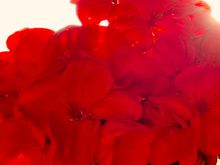 here's a closer look at these gorgeous geraniums harvested over the weekend 