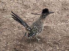 Here’s a Road Runner at Agua Caliente Park in Tucson today.