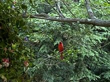 This is not a pro shot but it was taken one evening last summer a few feet from where I sat on my patio. This beautiful bird stopped by and looked right at me and sang a long song to me. Then he nodded his head and flew off. It was a special little moment. 
