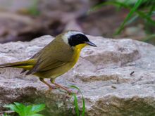 Common Yellowthroat (male)