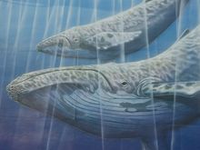 Whale cruises are also big business here. See the doc 'Luna the Orca' to put some of that in perspective--bring Kleenex. 