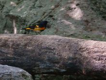 American Redstart - male