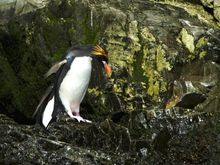 This is a poor quality photo transferred from my good camera, where it is sharp, to my iPhone. But I wanted to show you the beautiful Macaroni penguin with their bright yellow and orange eyebrows anyway. There is a colony of them along the Bay, and it’s the only place we had a chance of seeing them on this trip. So happy!!! This is the 5th penguin species seen so far. It’s Joyce’s favorite.