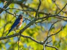Eastern bluebird