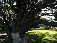 Parnell Auckland Rose Garden.