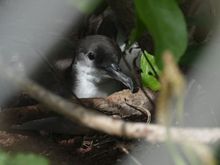 Wedge-tailed Shearwater