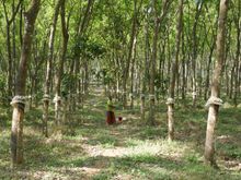 A view of the family’s rubber plantations 