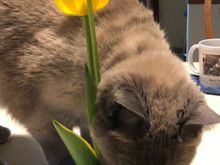 Yea, another dish of water