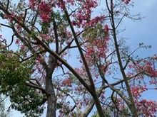 This tree was so beautiful.