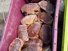 Disappointed with these crabs, they ate tasteless!