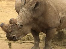 Rhino..horn filed down to prevent poaching