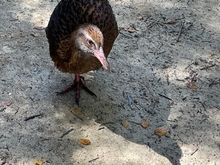 Weka are flightless birds about the size of a chicken. We saw them on most of our hikes. It's pretty apparent that they're used to getting handouts from the hikers.