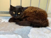 This one belongs to our VRBO host here in Dubrovnik.