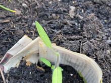 In this one, the newer true leaves are eaten, leaving behind the 2 initial leaves