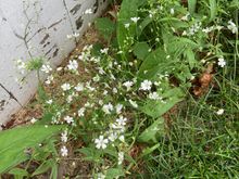 Wildflower 3 (white)