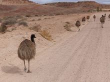 Locals out for a stroll