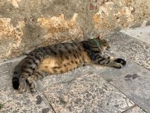 This guy has got it all figured out on a hot Sunday afternoon in Korcula Old Town.