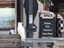 “Hope nobody reads that sign to not feed me..”