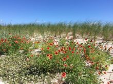 Flowers in the sand dune behind our apartment 