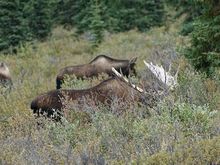 Moose in Denali (in hindsight, what I should have shot was the crowd of people trying to photograph the moose)