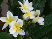 I love my frangipanis