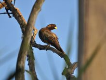 Eastern Plantain Eater