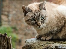 Conques cat. We were conked out in Conques, our first, oh-so jetlagged stop.  (all photos following are Conques)