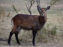 Waterbuck - I think...