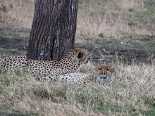 Cheetah brothers relaxing in the heat of the afternoon.