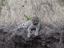 Even though they were "together" this leopard couple were lounging around in slightly separate locations.