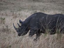 Fortunately, this rhino remained unconcerned with our presence.