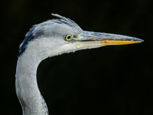 Monsieur Avheron watches for river fish.